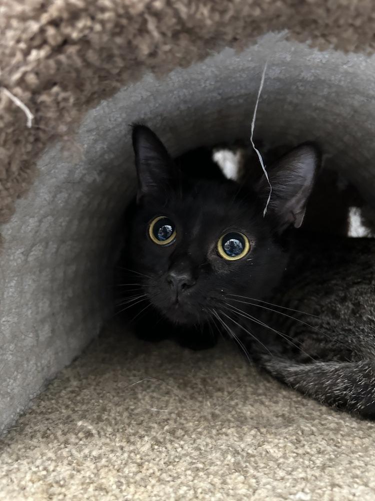 Nala, Adoptable, Adult Female Domestic Short Hair.