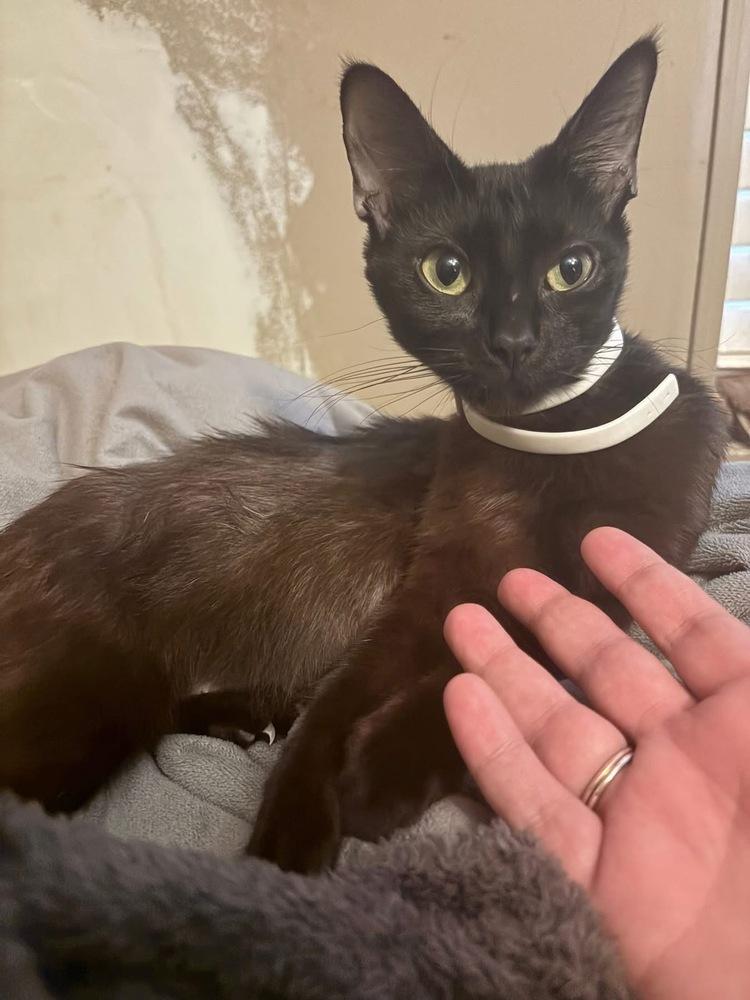 Enlarge Nala, a Adoptable Domestic Short Hair in Orlando, FL image 3/4