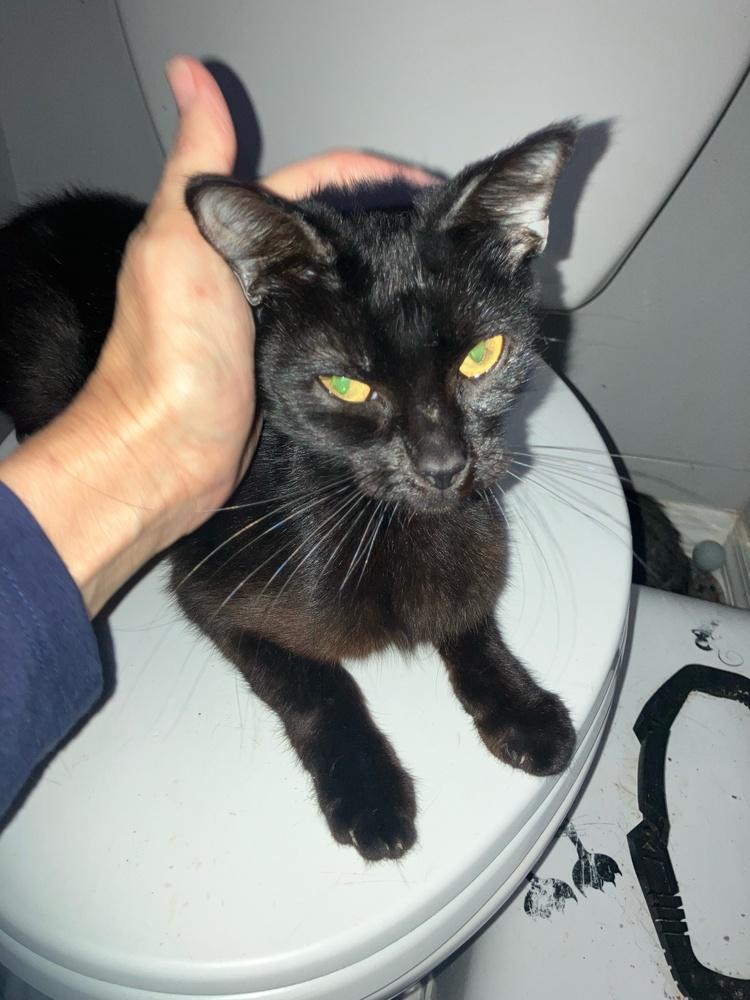 Enlarge Nala, a Adoptable Domestic Short Hair in Orlando, FL image 4/4