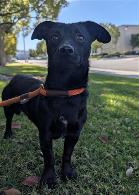 TAMALE, Adoptable, Adult Male Chihuahua & Dachshund.