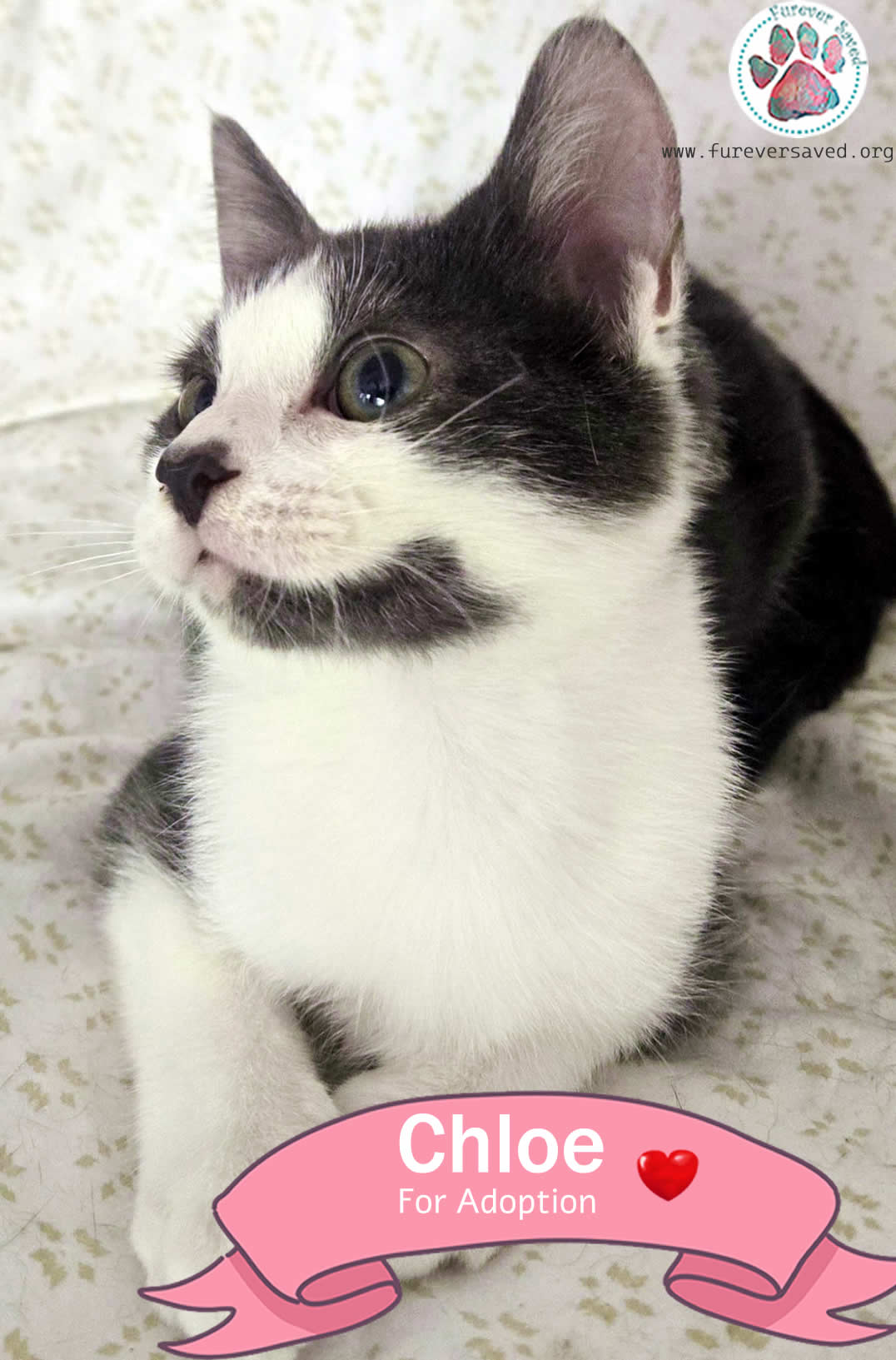 Enlarge Chloe, a Adoptable Domestic Short Hair in Miami, FL image 2/3