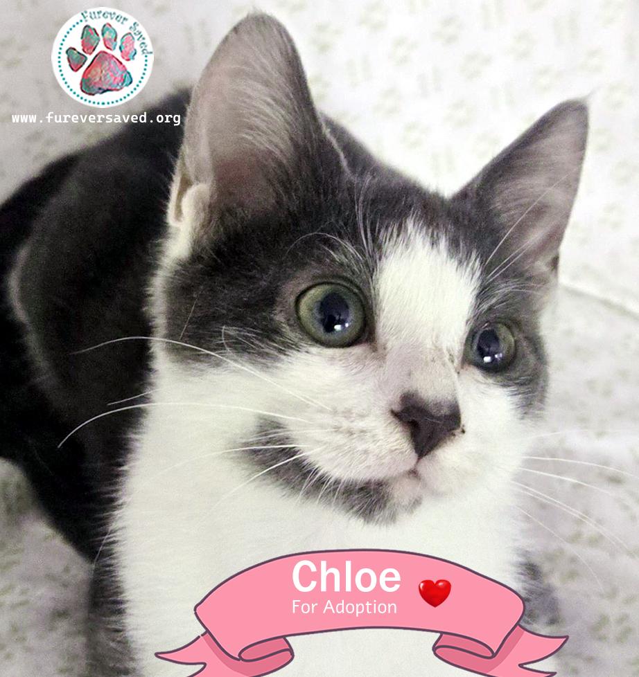 Enlarge Chloe, a Adoptable Domestic Short Hair in Miami, FL image 3/3