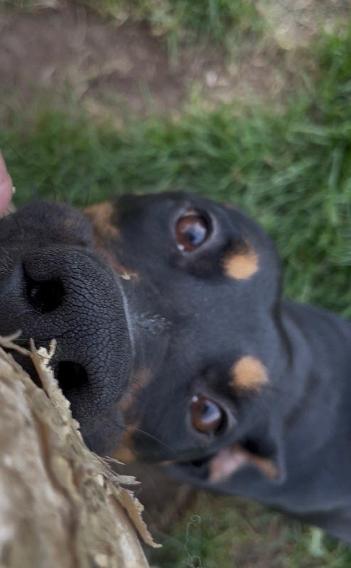 Daphne, a Adoptable Doberman Pinscher in Minneapolis, MN image 1/3