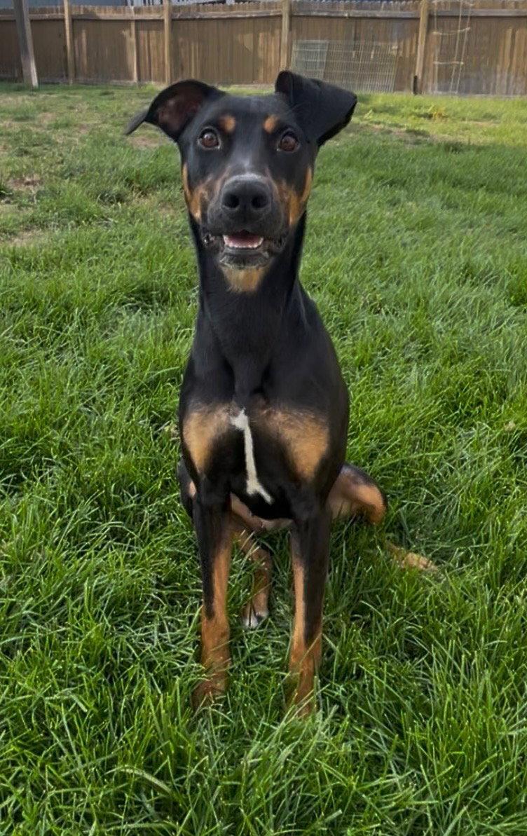 Daphne, a Adoptable Doberman Pinscher in Minneapolis, MN image 2/3