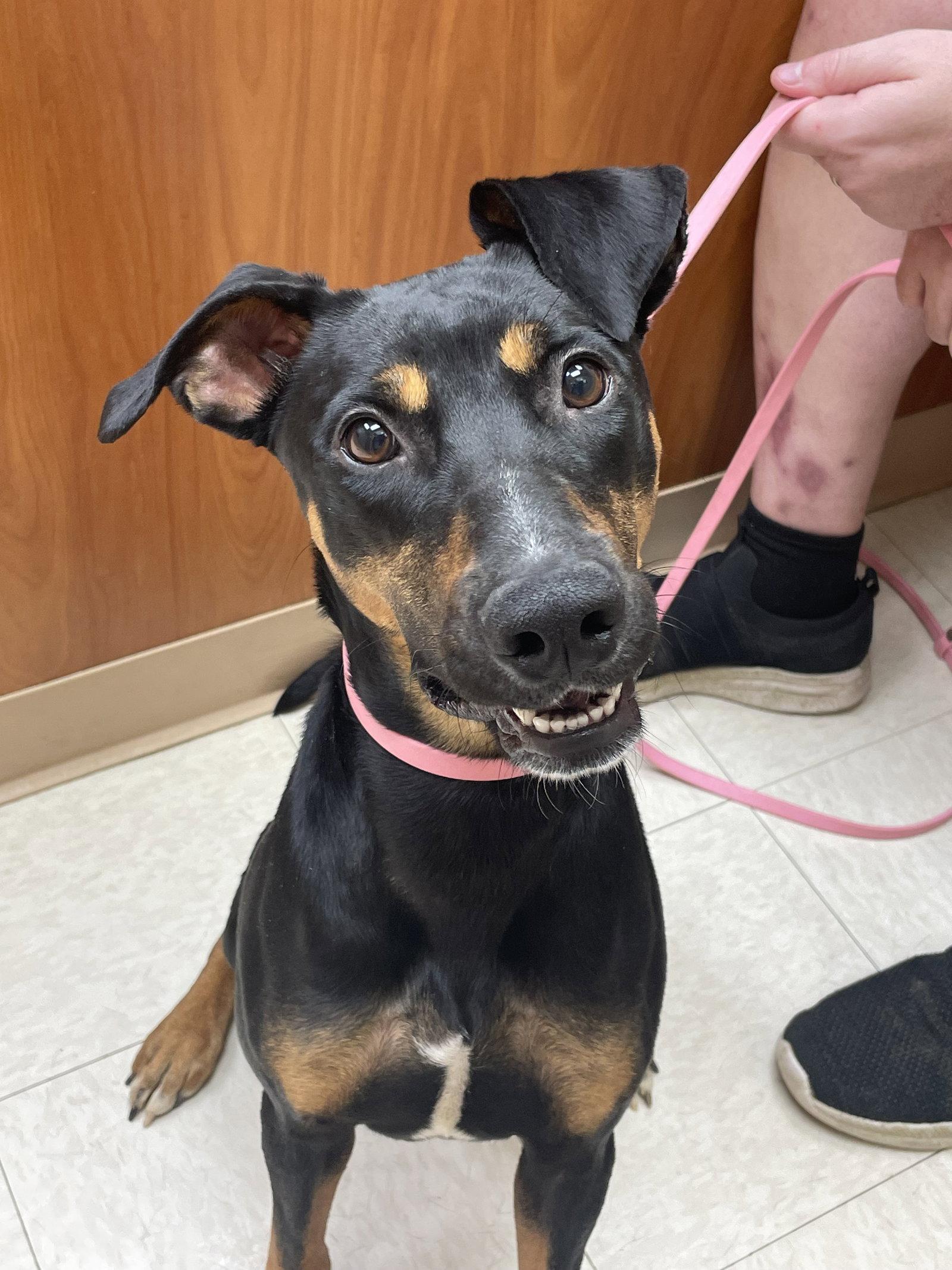 Daphne, a Adoptable Doberman Pinscher in Minneapolis, MN image 3/3