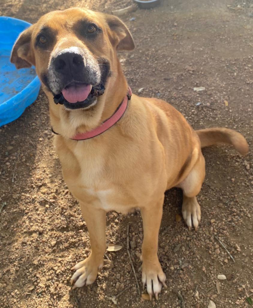 Enlarge Fidler - J/ Momma, a Adoptable mixed breed in Lockhart, TX image 1/6