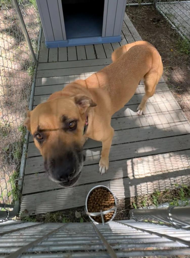 Enlarge Fidler - J/ Momma, a Adoptable mixed breed in Lockhart, TX image 3/6