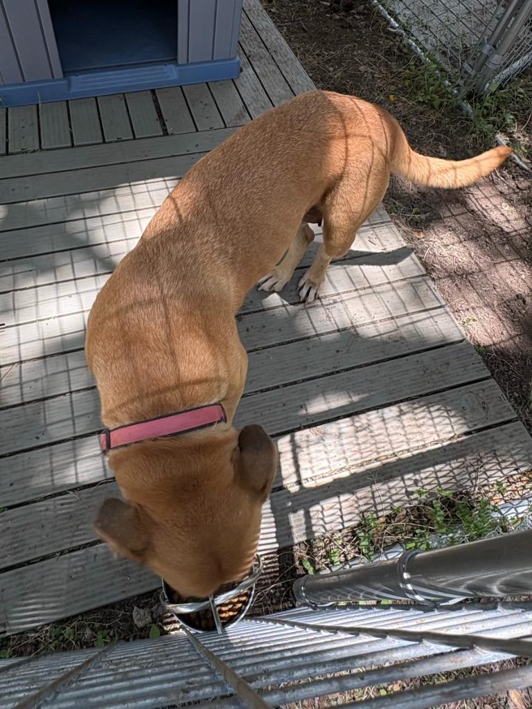 Enlarge Fidler - J/ Momma, a Adoptable mixed breed in Lockhart, TX image 4/6