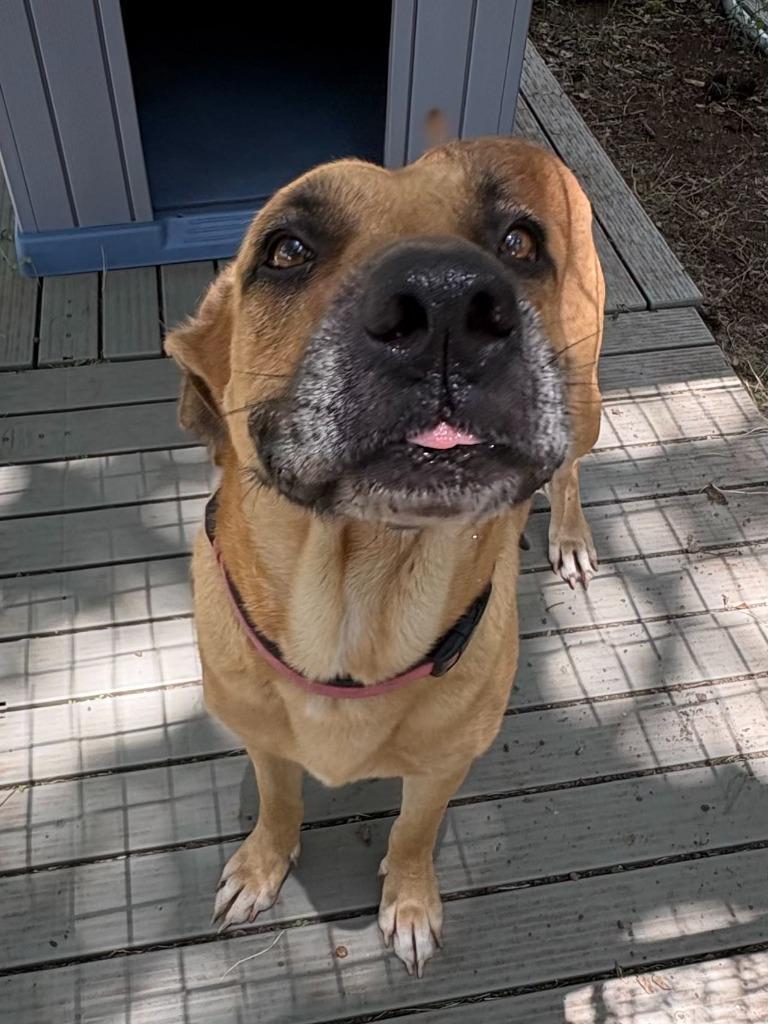 Enlarge Fidler - J/ Momma, a Adoptable mixed breed in Lockhart, TX image 5/6