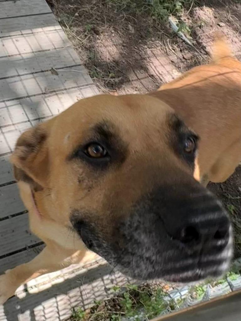 Enlarge Fidler - J/ Momma, a Adoptable mixed breed in Lockhart, TX image 6/6