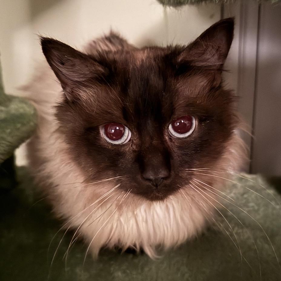 Enlarge Meldrick, a Adoptable mixed breed in Woodbury, NJ image 1/1