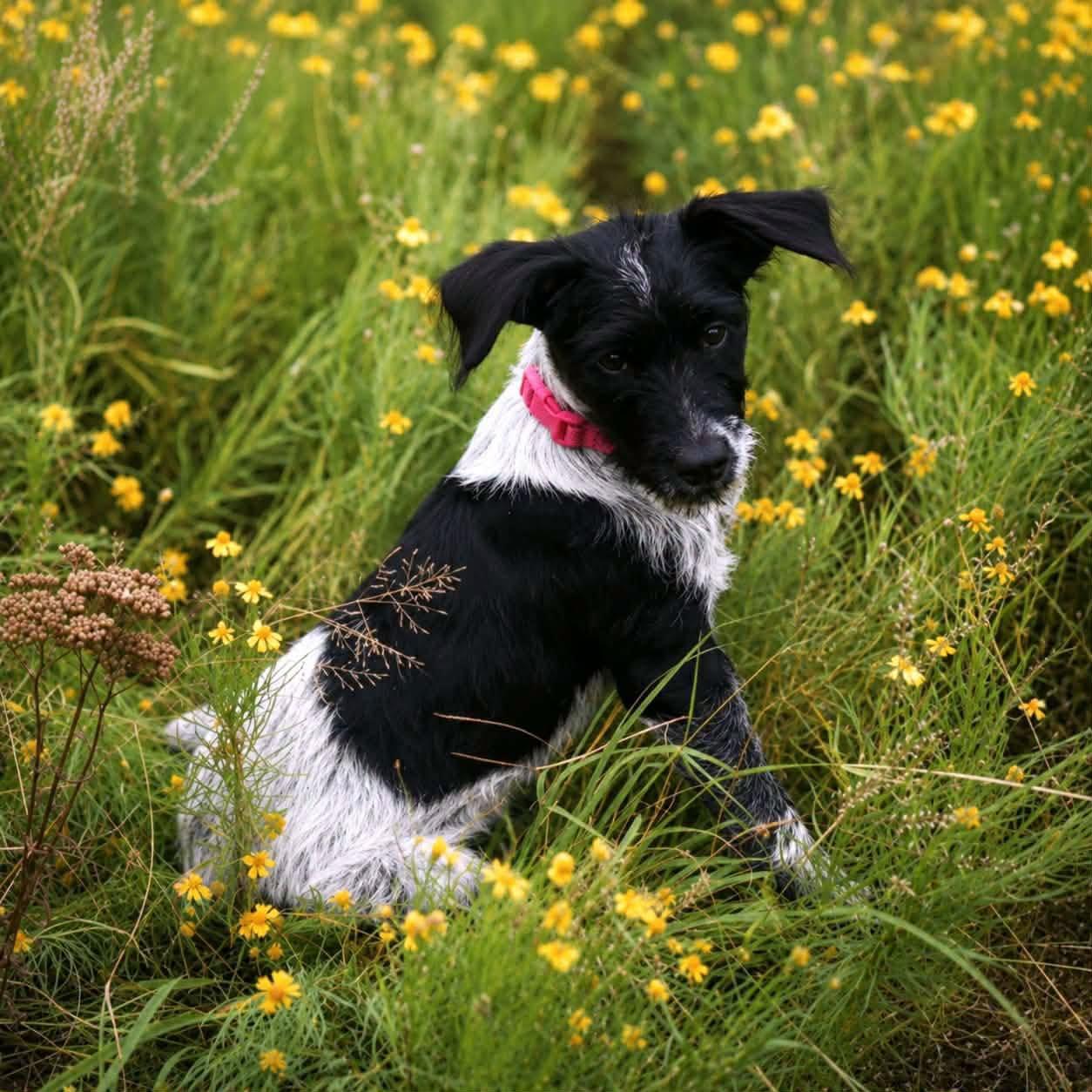 Charade, an adopted mixed breed in Broken Arrow, OK image 5/6