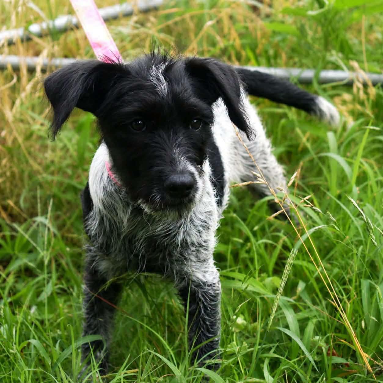 Charade, an adopted mixed breed in Broken Arrow, OK image 6/6