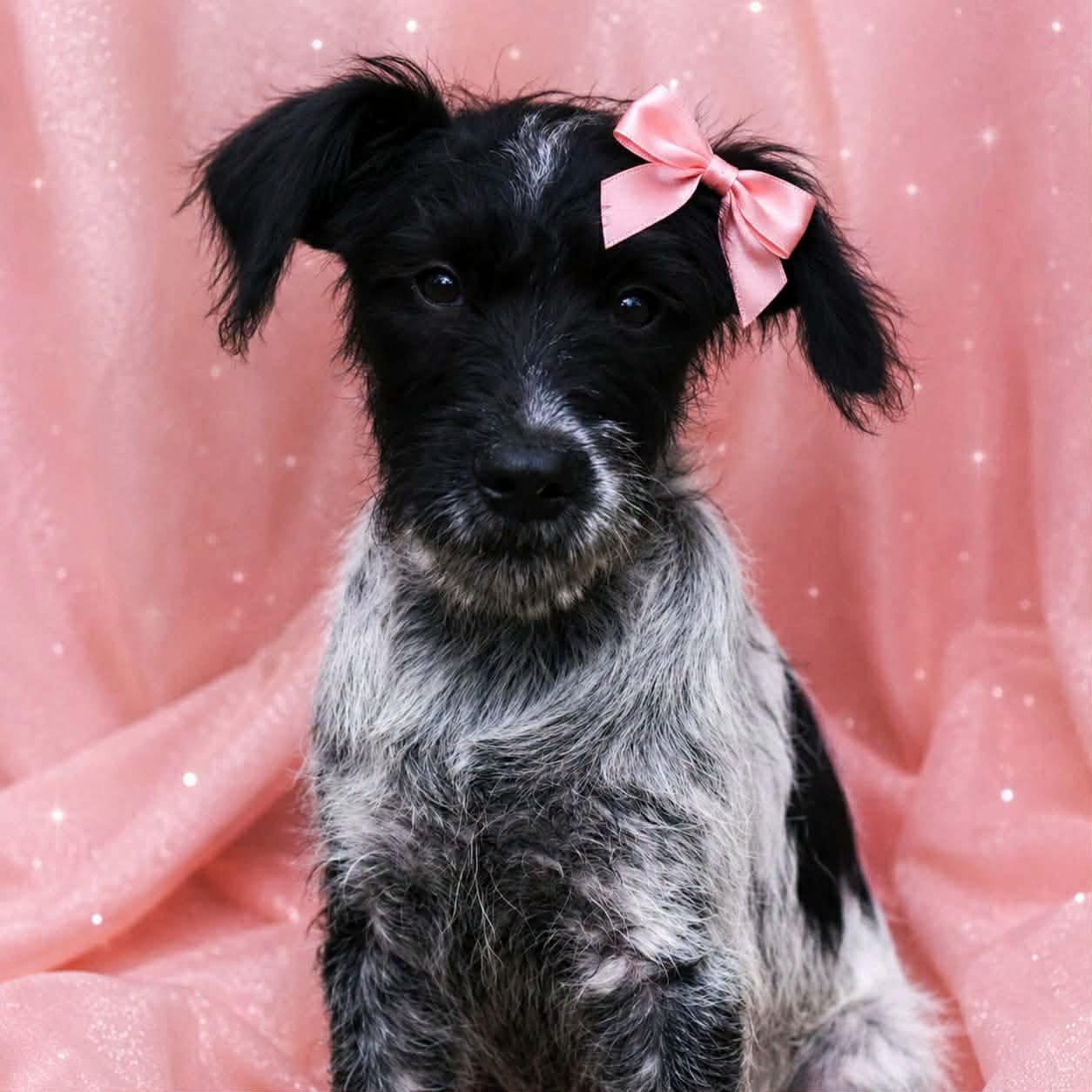 Charade, an adopted mixed breed in Broken Arrow, OK image 1/6