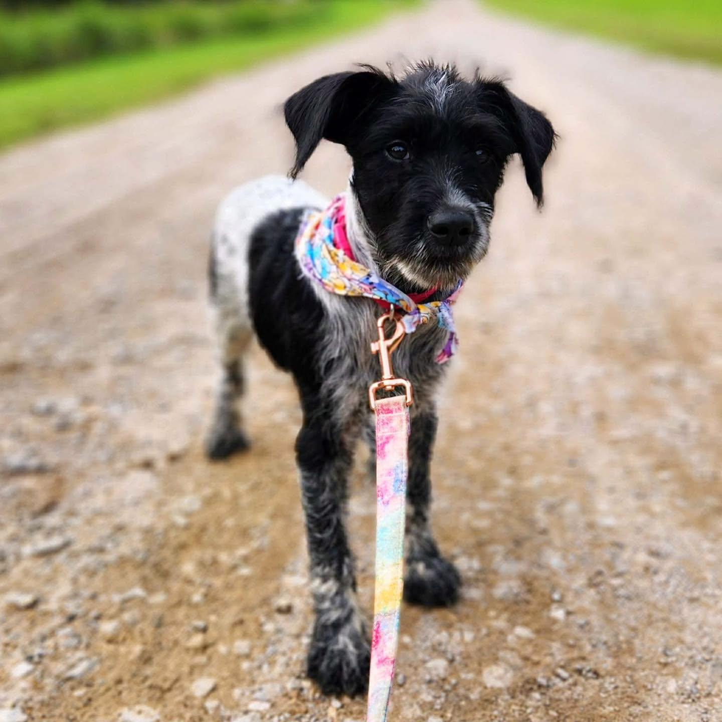 Charade, an adopted mixed breed in Broken Arrow, OK image 2/6