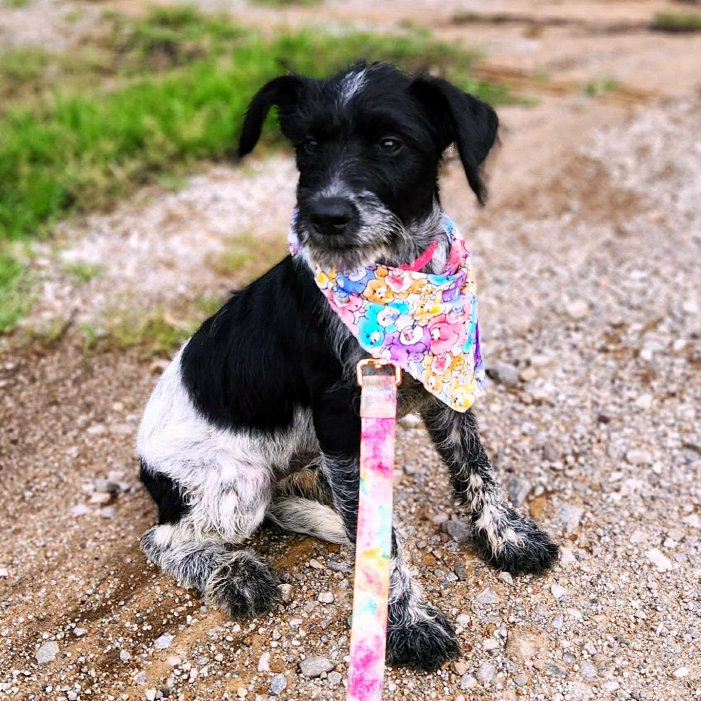 Charade, an adopted mixed breed in Broken Arrow, OK image 3/6