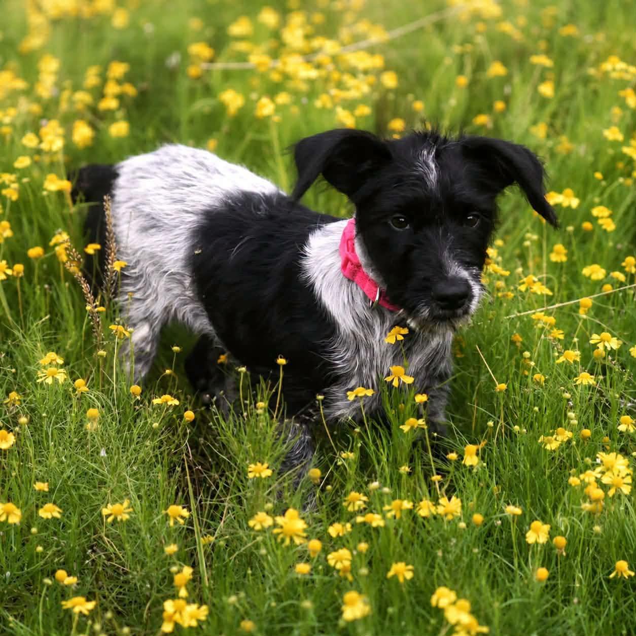 Charade, an adopted mixed breed in Broken Arrow, OK image 4/6