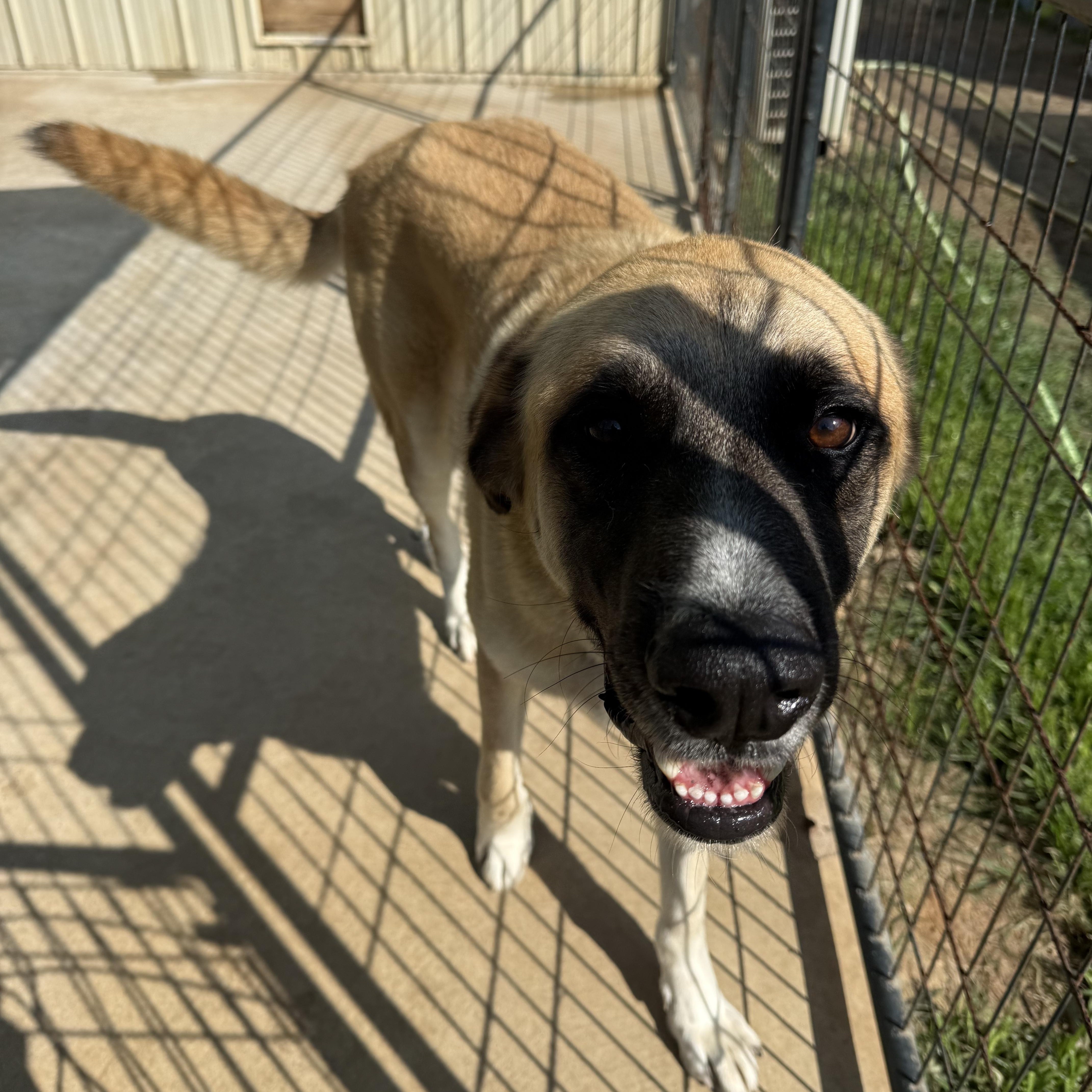 Charlie, a ADOPTABLE Anatolian Shepherd in Willis, TX image 2/2