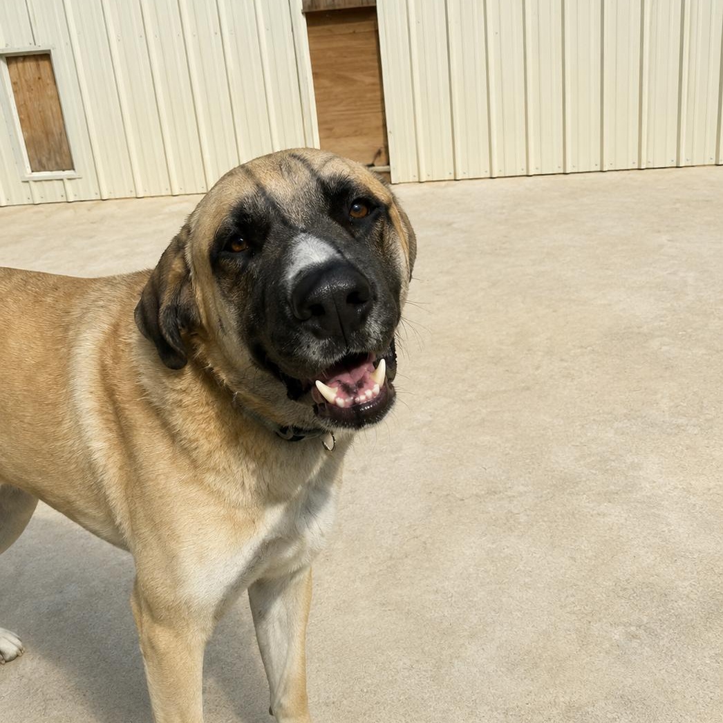 Charlie, a ADOPTABLE Anatolian Shepherd in Willis, TX image 1/2