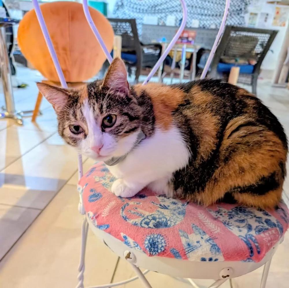 Juno, a Adoptable Domestic Short Hair in Virginia Beach, VA image 1/3