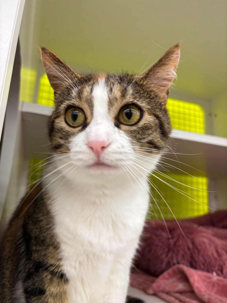 Enlarge Juno, a Adoptable Domestic Short Hair in Virginia Beach, VA image 1/2
