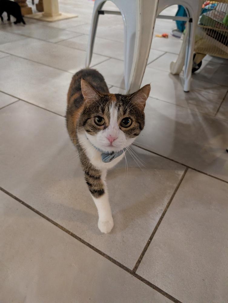 Enlarge Juno, a Adoptable Domestic Short Hair in Virginia Beach, VA image 3/4
