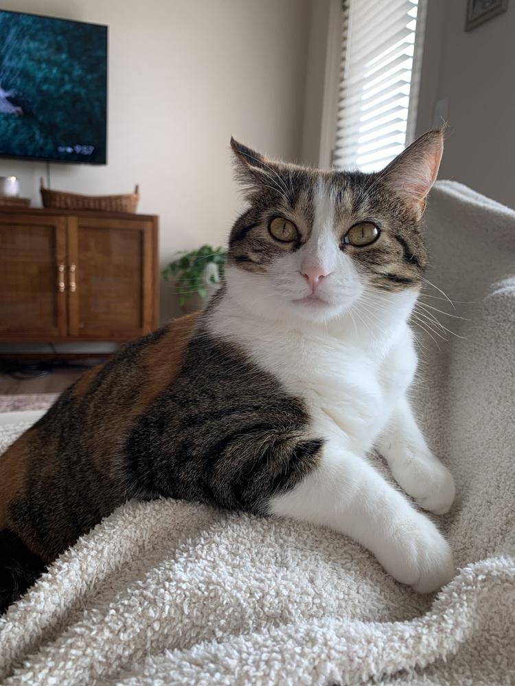 Enlarge Juno, a Adoptable Domestic Short Hair in Virginia Beach, VA image 2/2