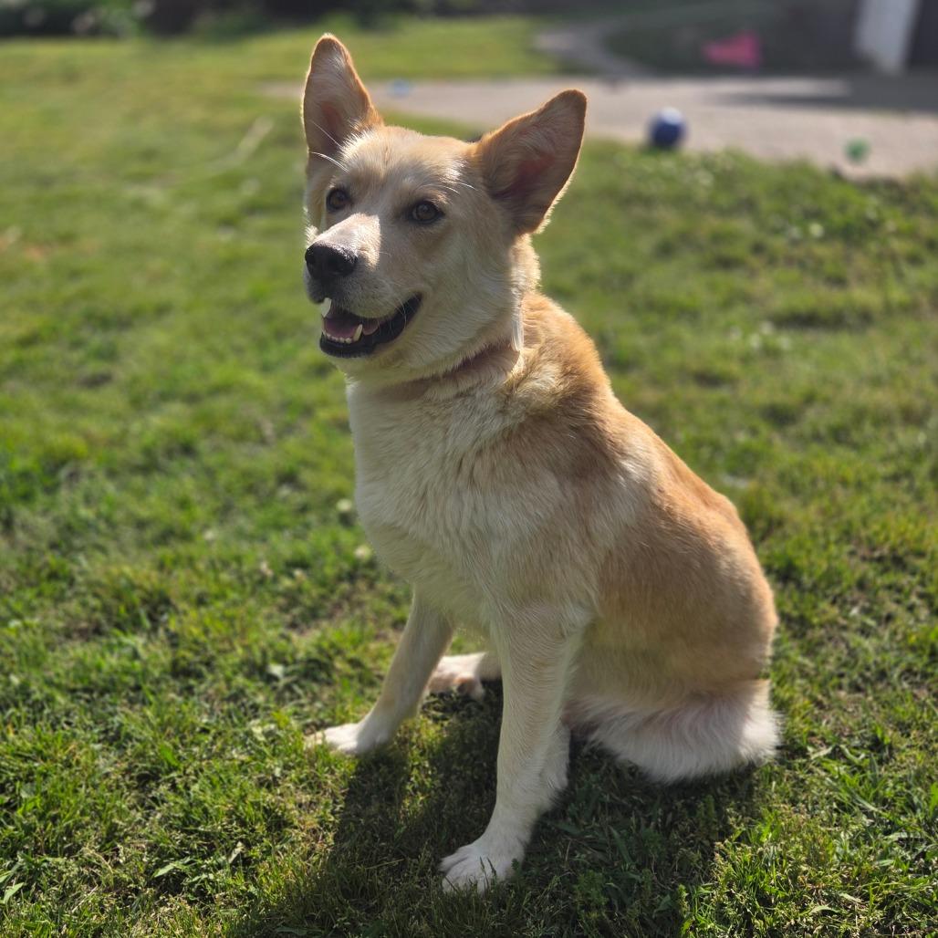 Mama Violet, ADOPTABLE, Young Female Retriever & Shepherd.