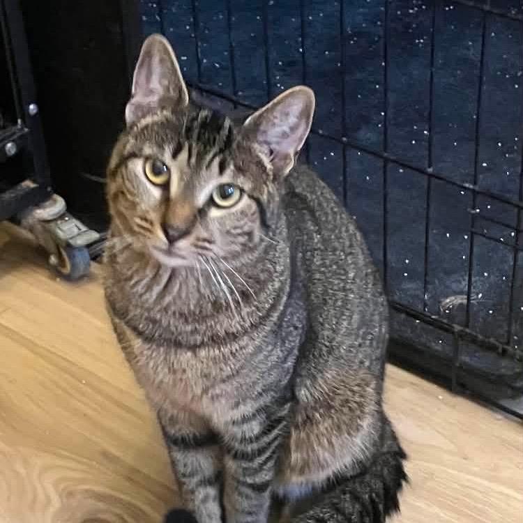 Mango, Adoptable, Adult Male Domestic Short Hair.