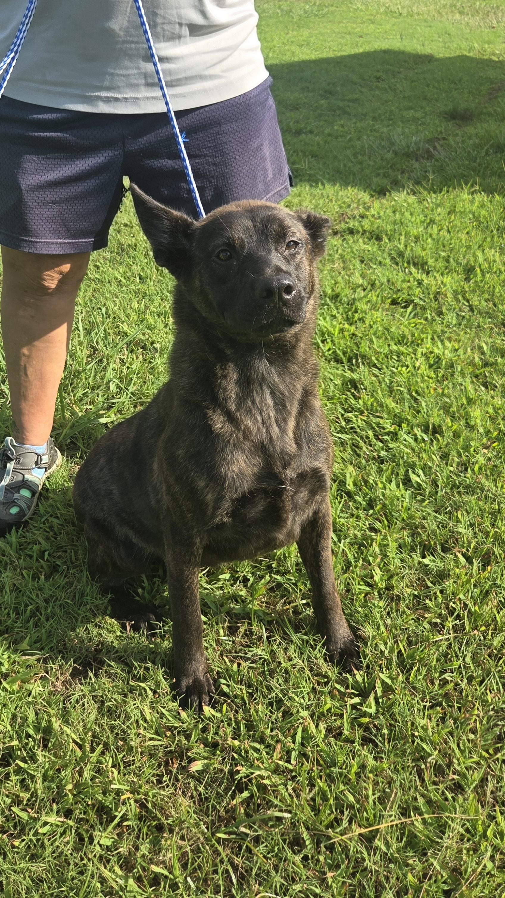 Enlarge Sativa, a Adoptable mixed breed in Raymond, MS image 3/5
