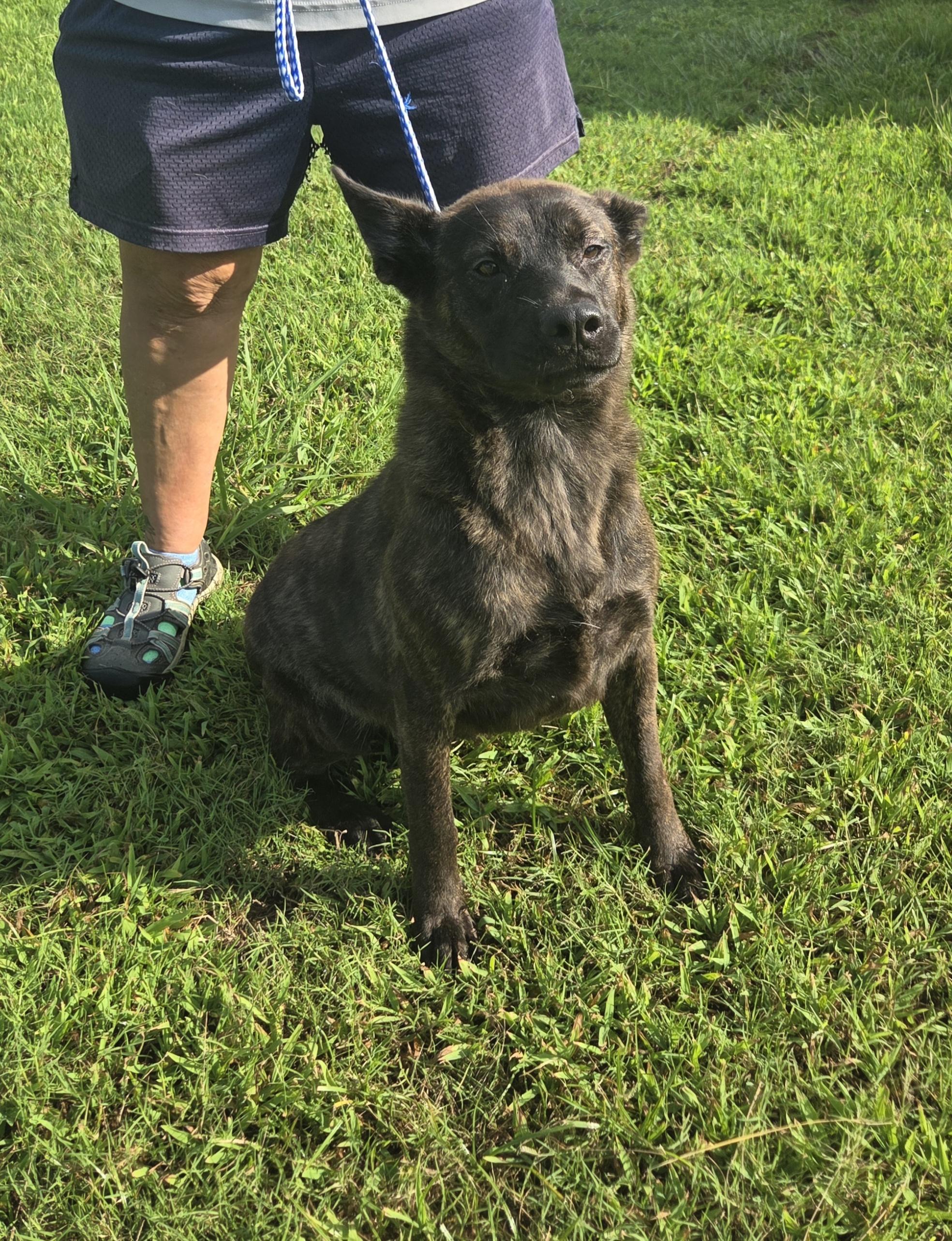 Sativa, Adoptable, Adult Female Shepherd.
