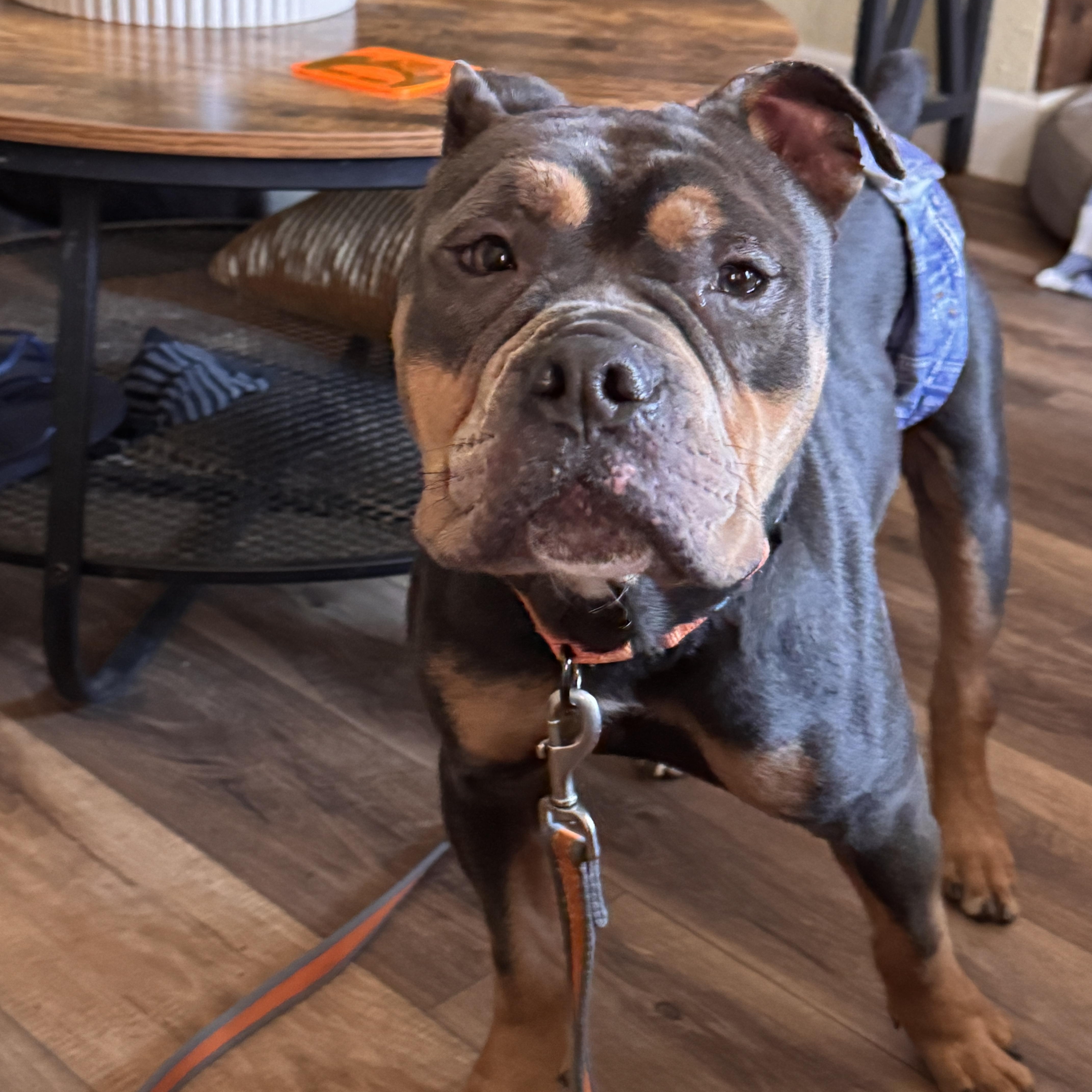 Enlarge Buster Brown, a Adoptable mixed breed in Portland, OR image 5/6