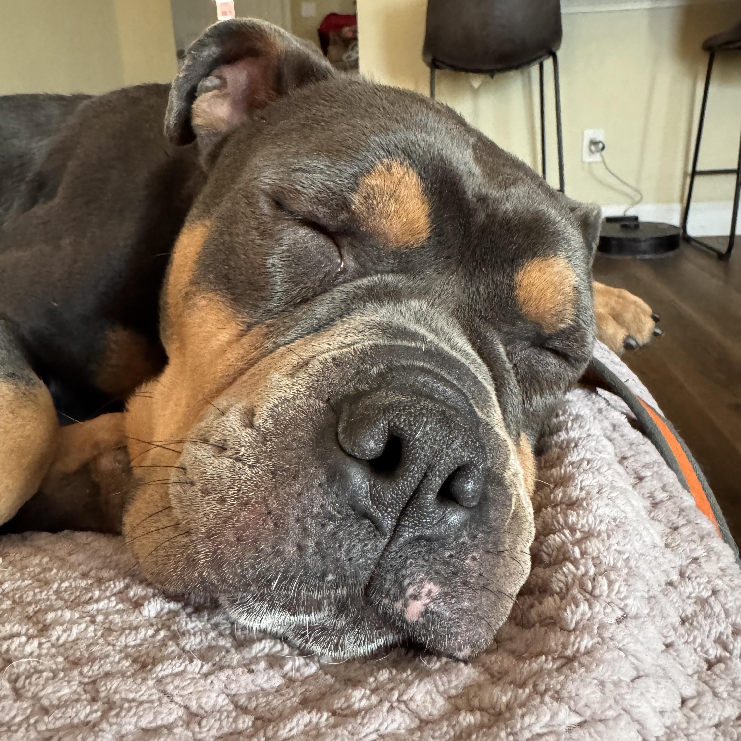 Enlarge Buster Brown, a Adoptable mixed breed in Portland, OR image 6/6