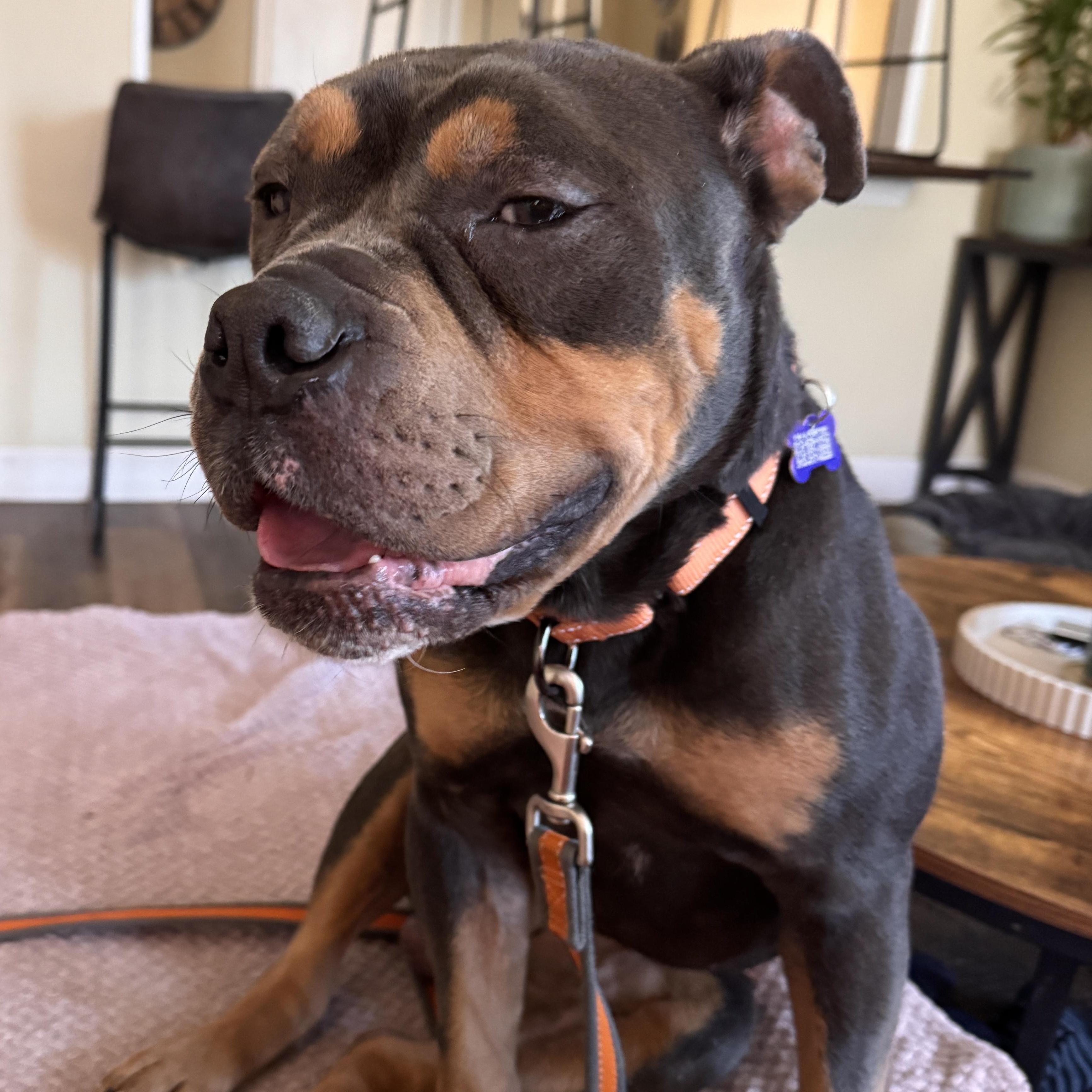 Buster Brown, Adoptable, Adult Male American Bulldog & American Staffordshire Terrier.