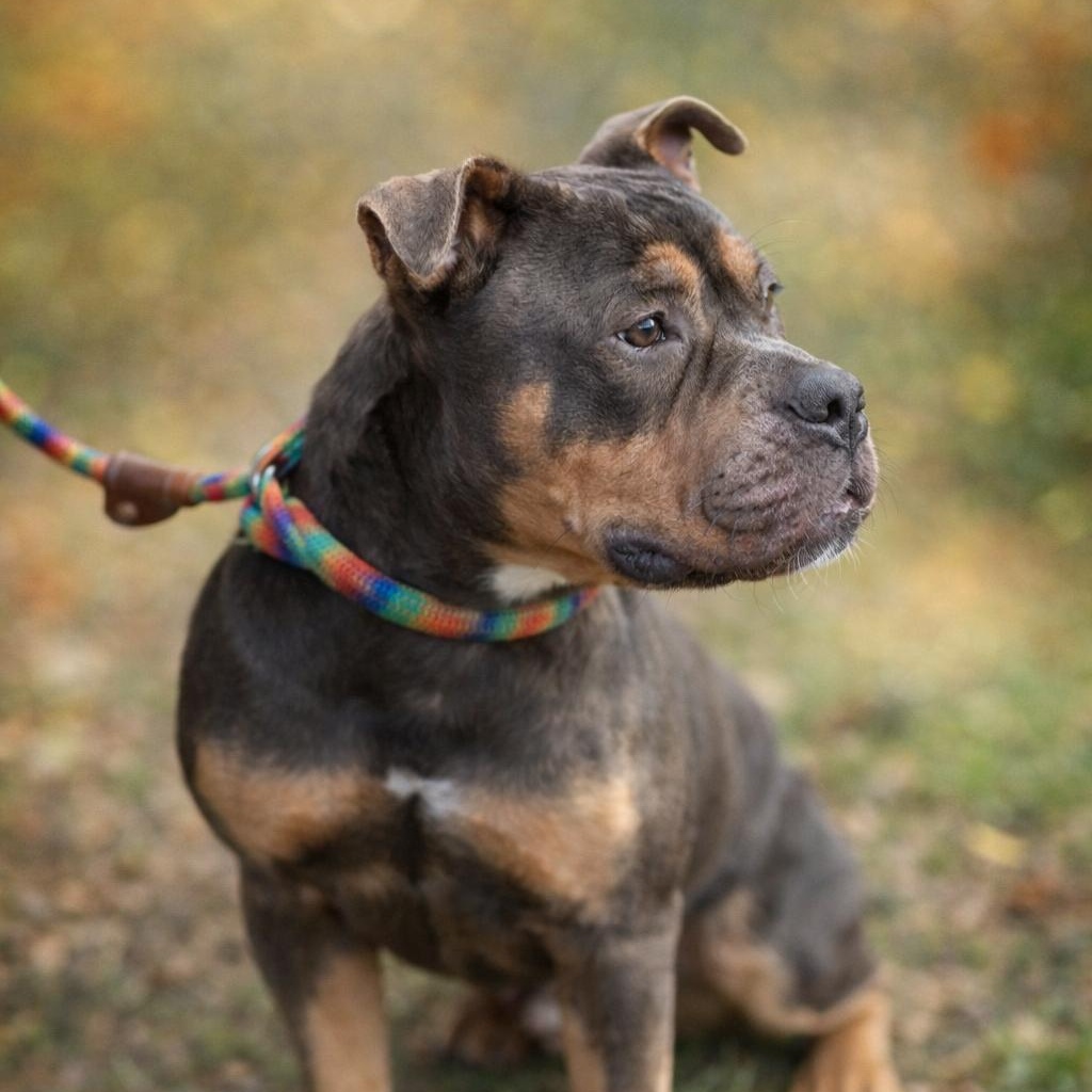 Enlarge Buster Brown, a Adoptable mixed breed in Portland, OR image 3/6