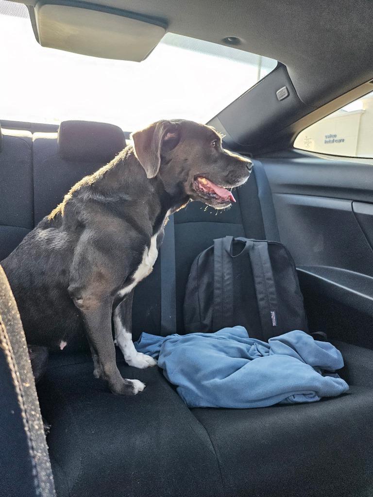 Enlarge Nora, a Adoptable mixed breed in Hampton, VA image 1/1