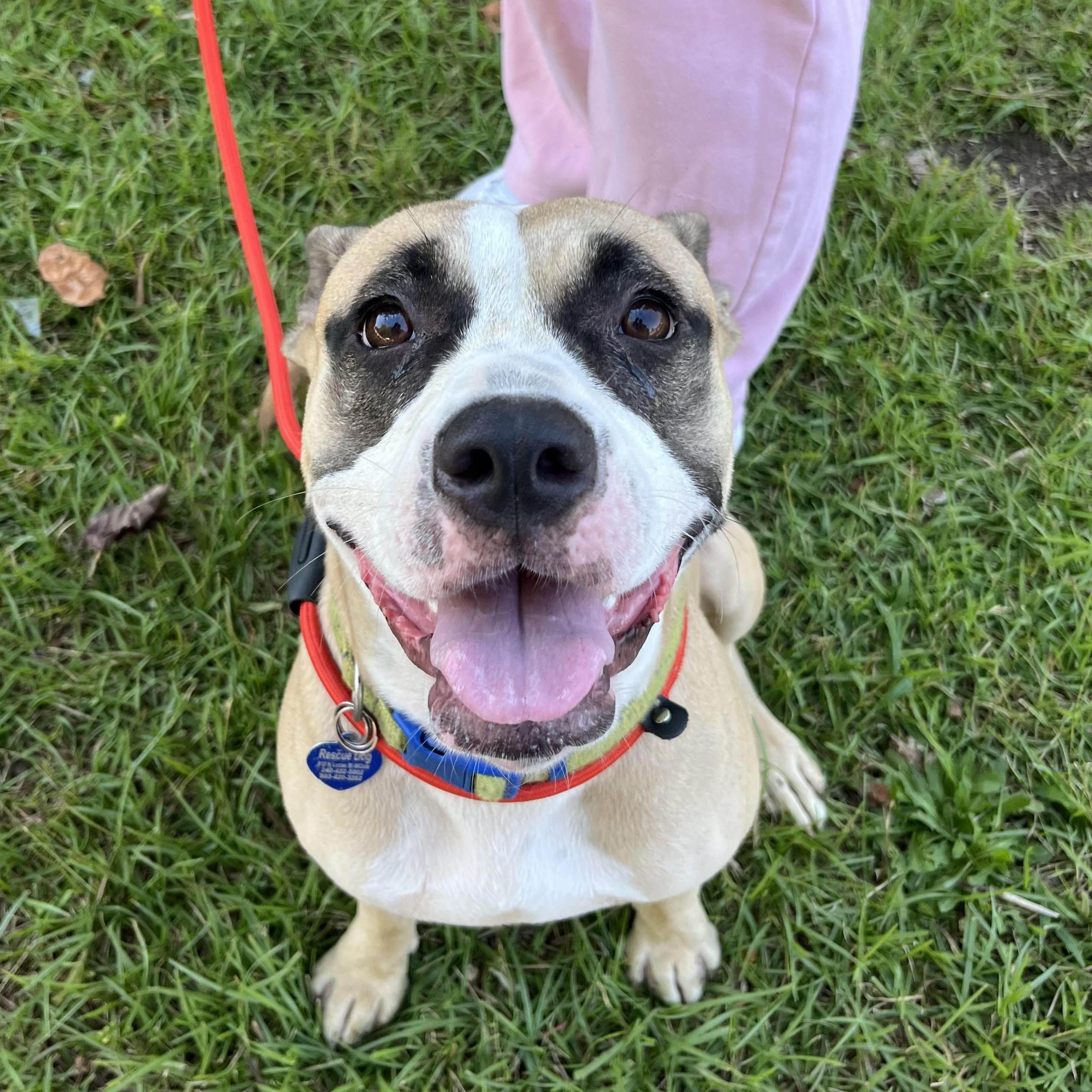 Celeste — thumbnail 5