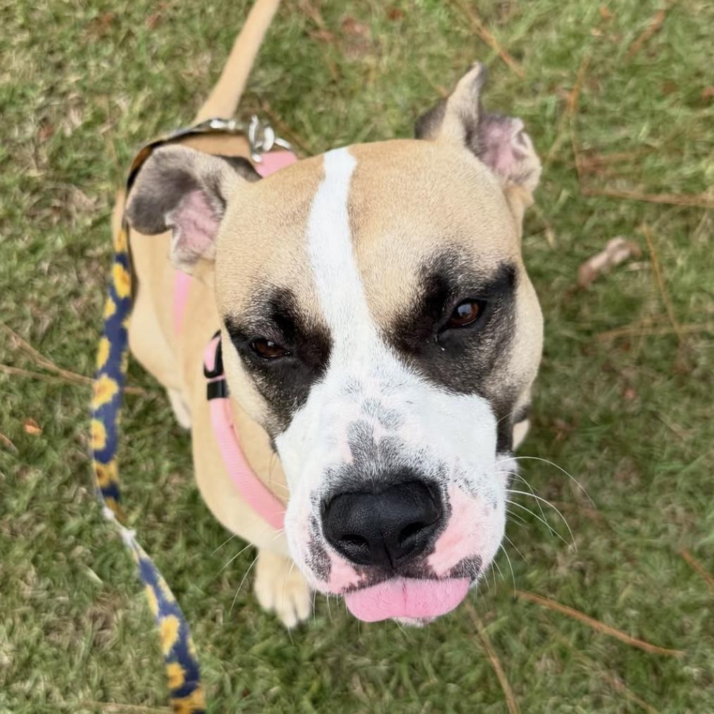 Celeste — thumbnail 6