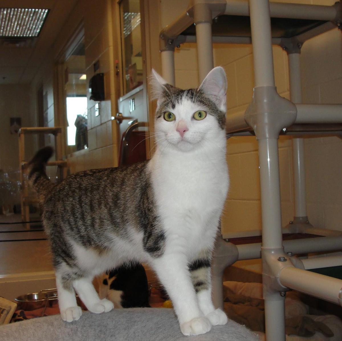 Enlarge Molly, a Adoptable Domestic Short Hair in Plover, WI image 1/3
