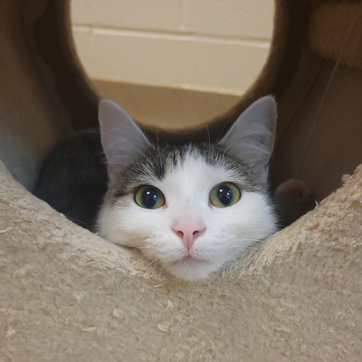 Enlarge Molly, a Adoptable Domestic Short Hair in Plover, WI image 2/3