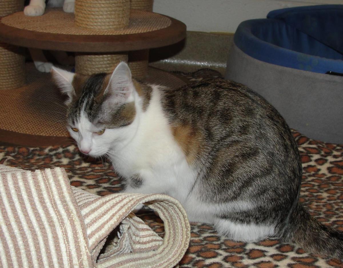 Enlarge Molly, a Adoptable Domestic Short Hair in Plover, WI image 3/3