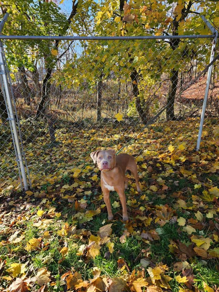 Enlarge ZEUS, a Adoptable mixed breed in Reed City, MI image 1/4