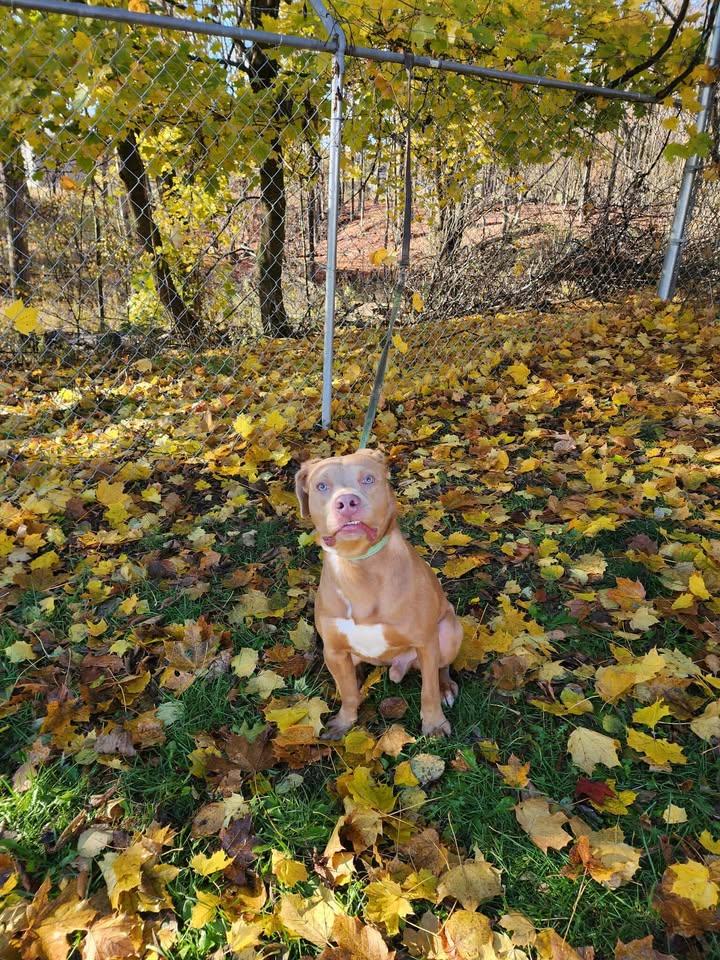 Enlarge ZEUS, a Adoptable mixed breed in Reed City, MI image 2/4
