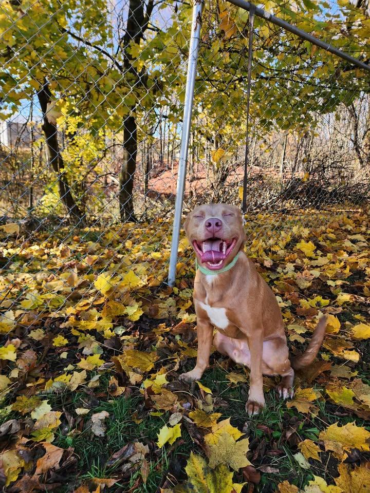 Enlarge ZEUS, a Adoptable mixed breed in Reed City, MI image 3/4