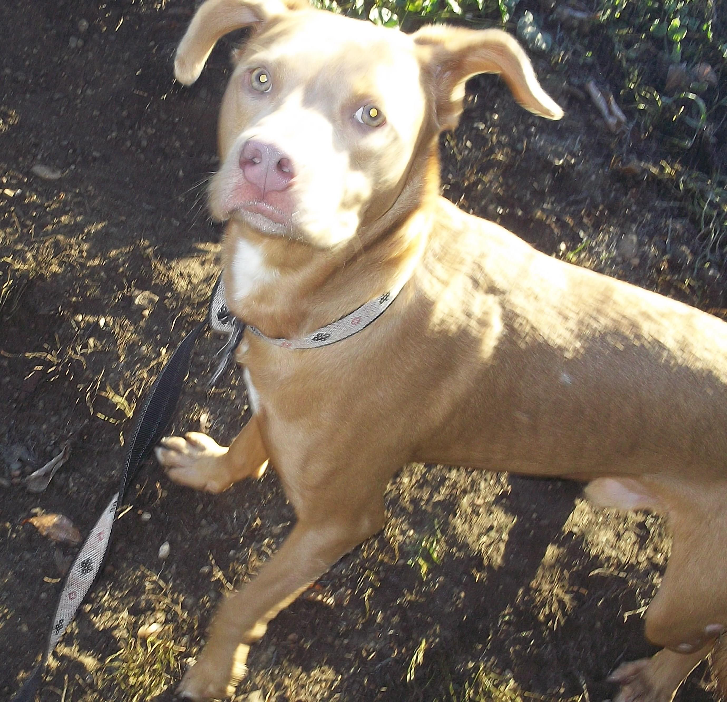 Enlarge ZEUS, a Adoptable mixed breed in Reed City, MI image 4/4