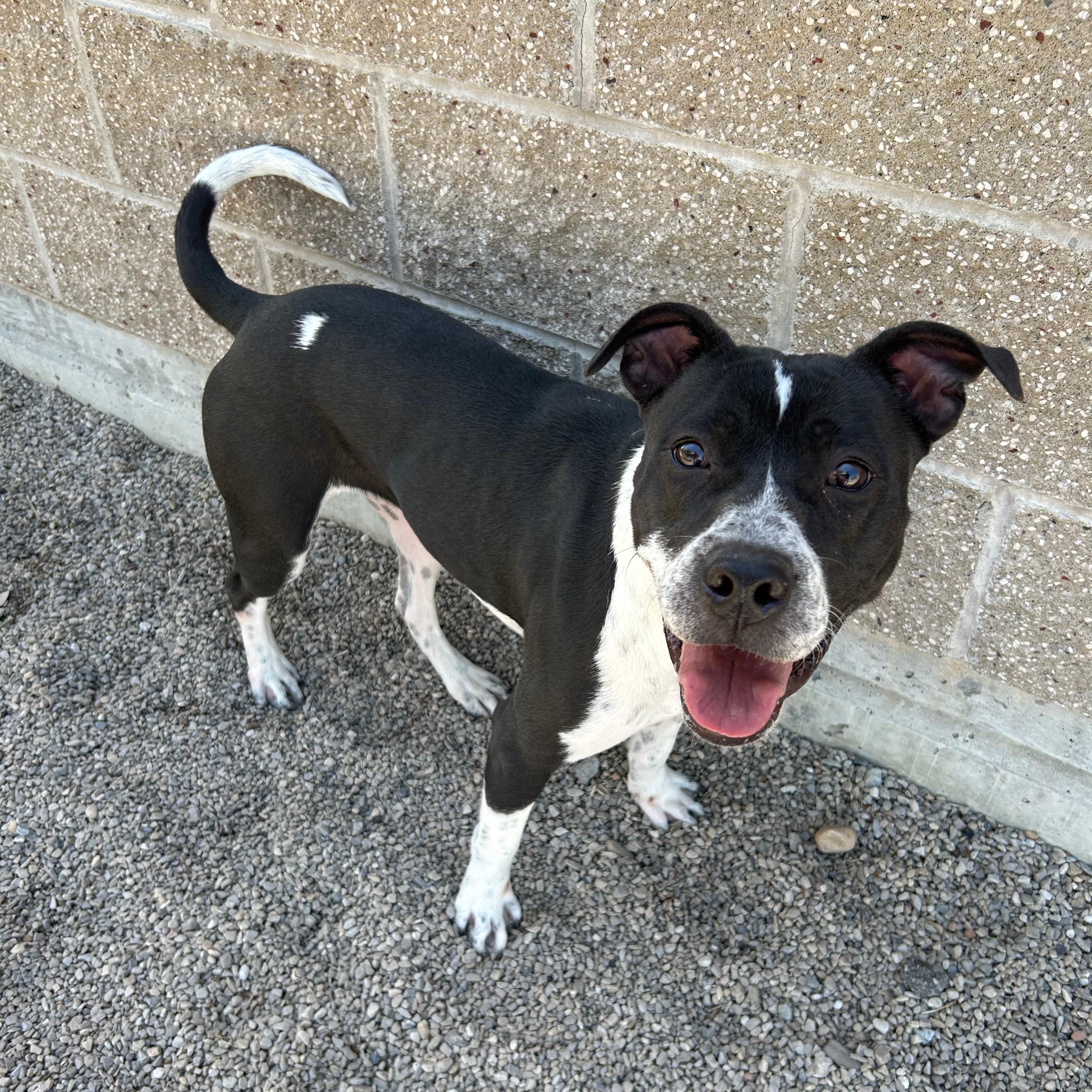 Willow, a ADOPTABLE mixed breed in Lindon, UT image 6/6