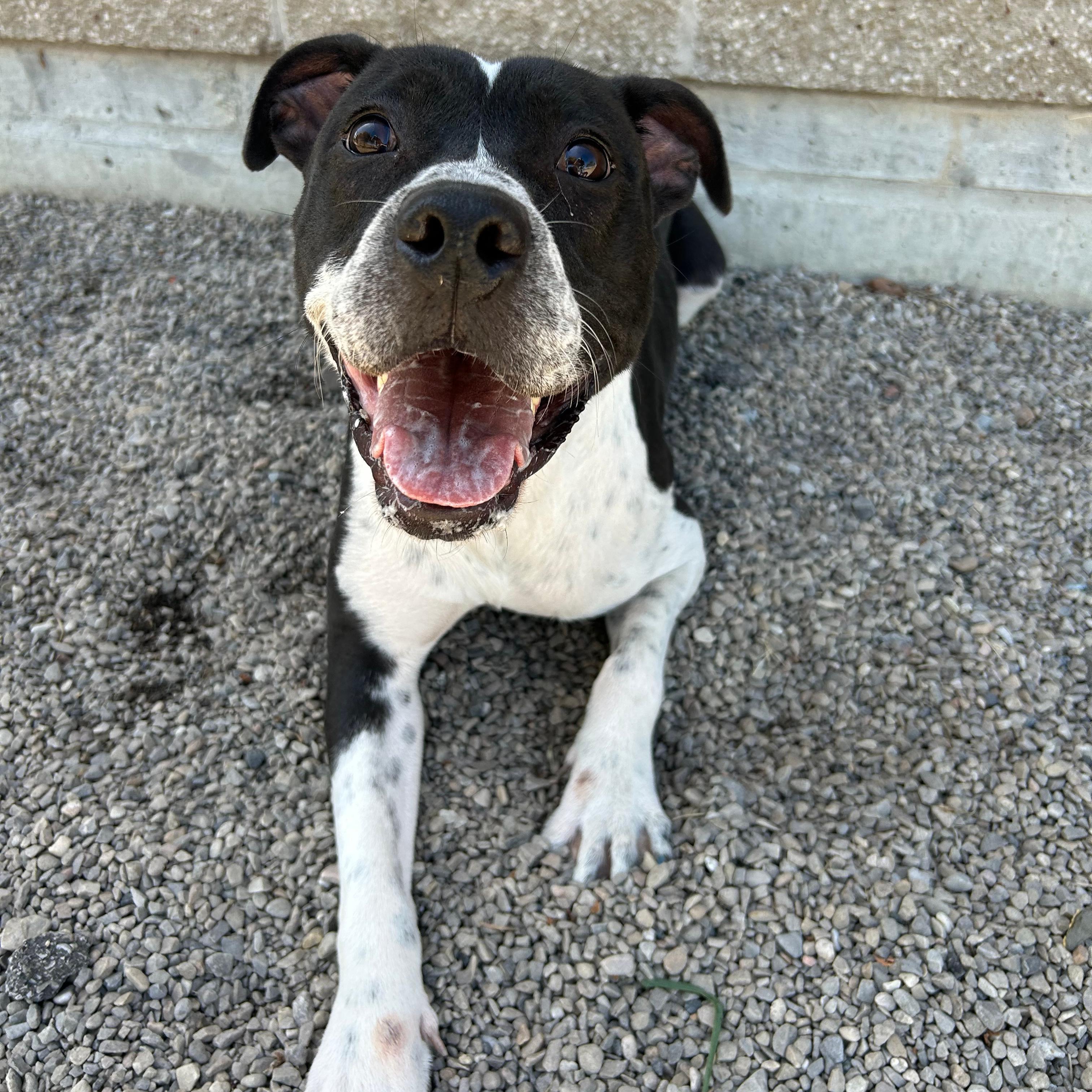 Willow, a ADOPTABLE mixed breed in Lindon, UT image 3/6