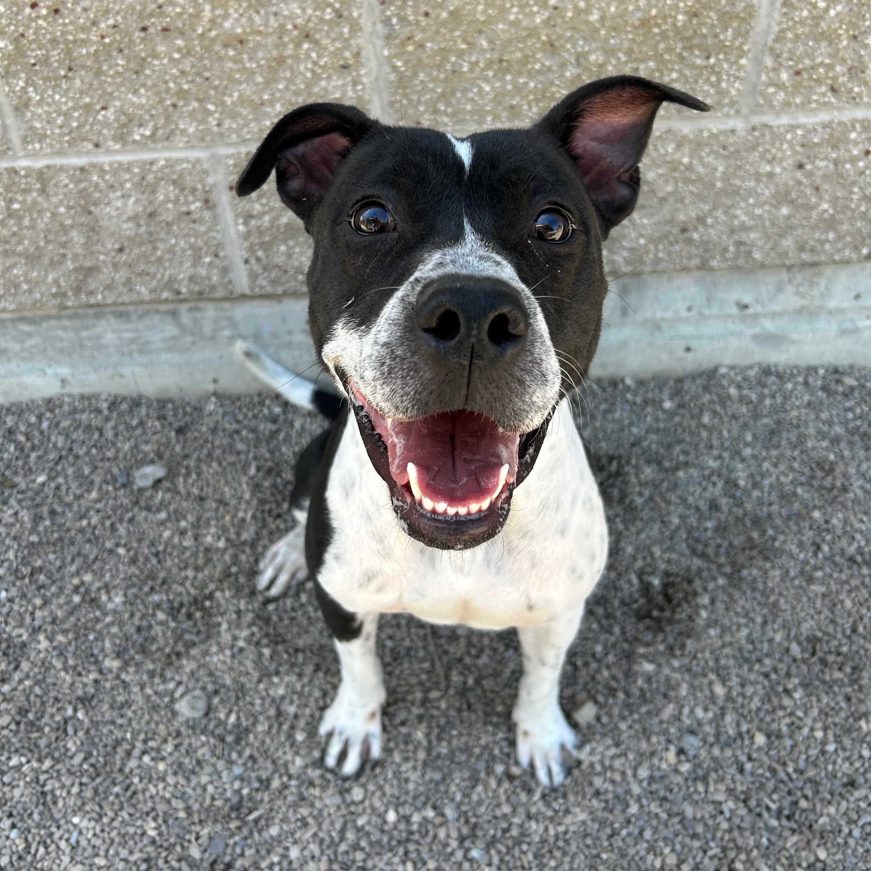 Willow, a ADOPTABLE mixed breed in Lindon, UT image 2/6