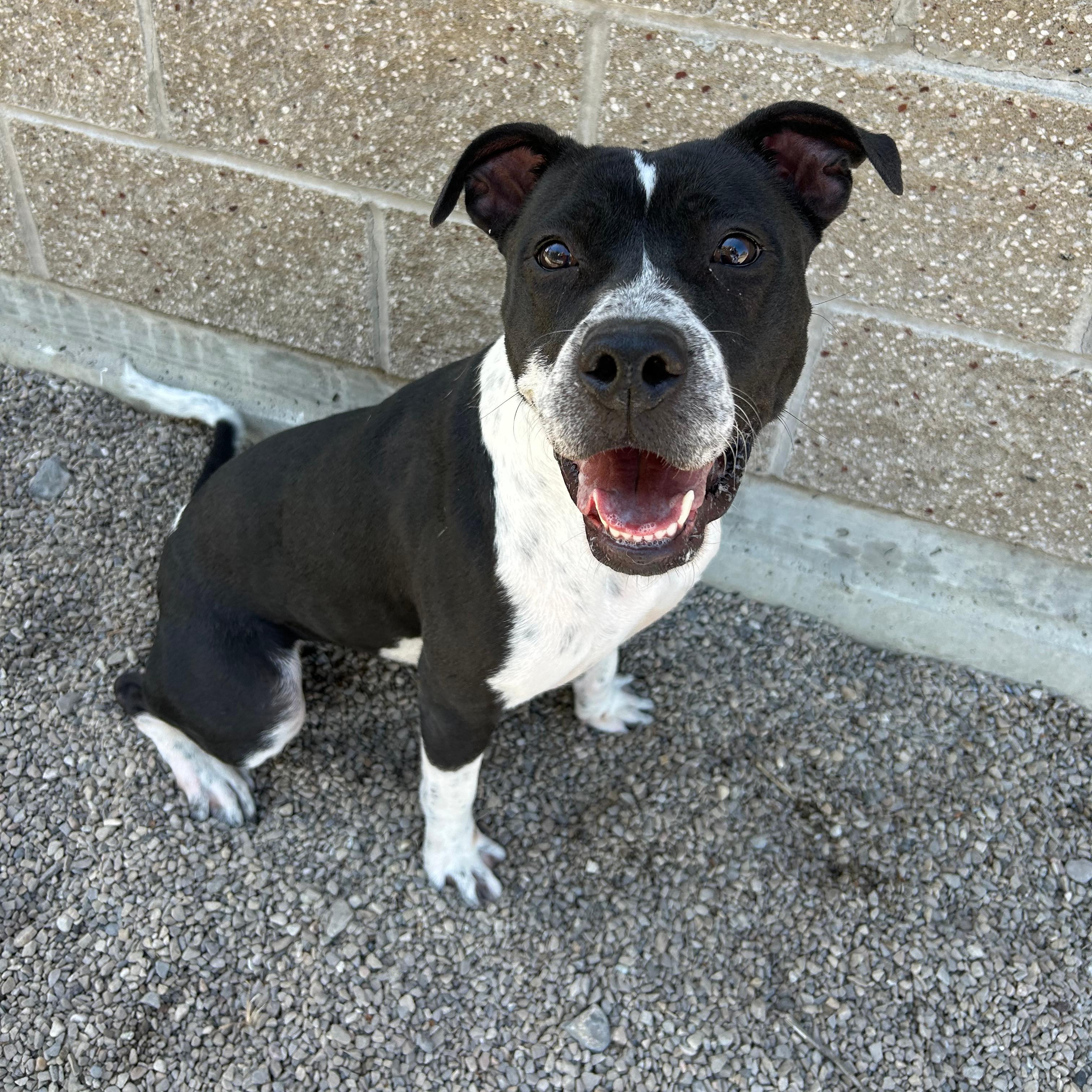 Willow, ADOPTABLE, Adult Female Pit Bull Terrier.