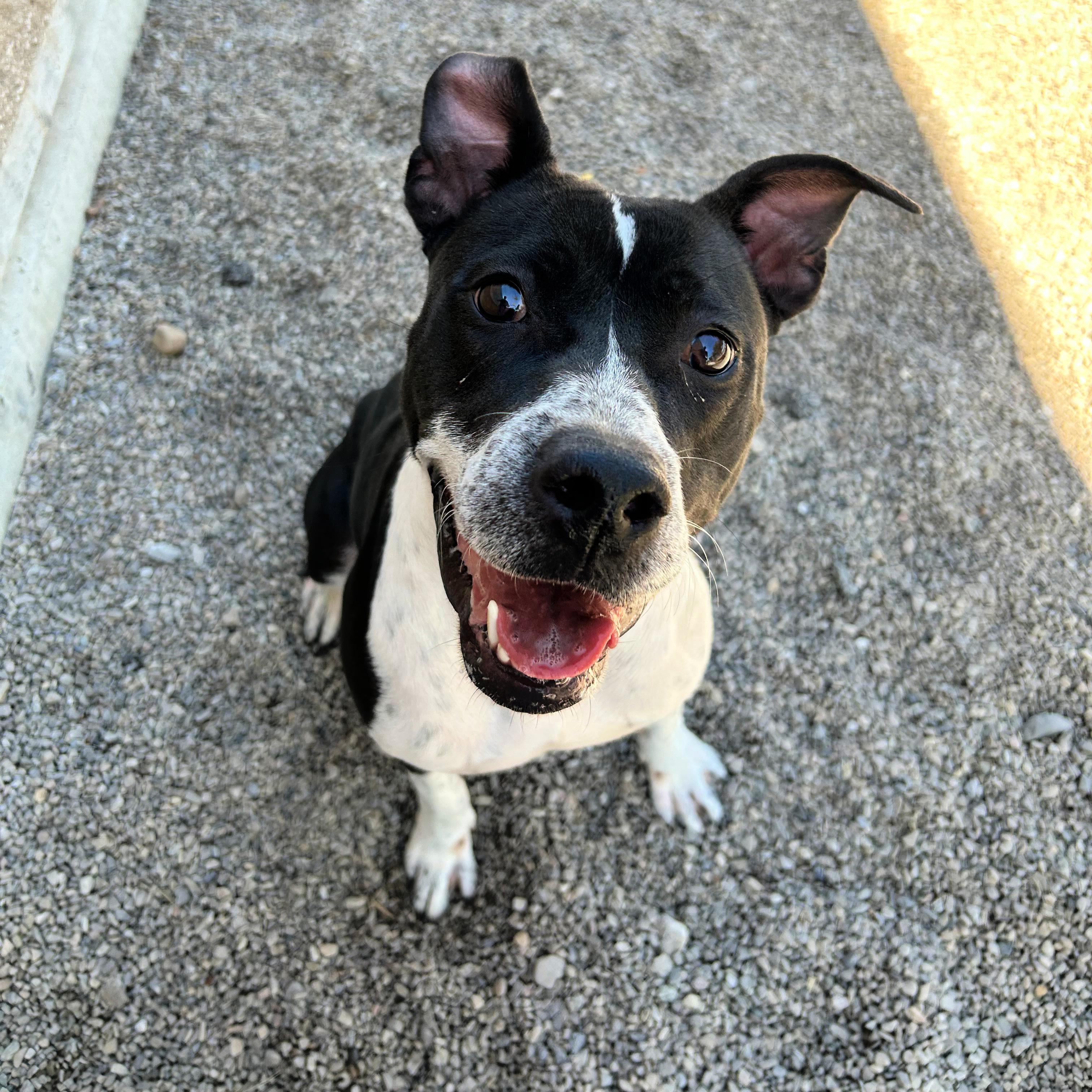Willow, a ADOPTABLE mixed breed in Lindon, UT image 4/6
